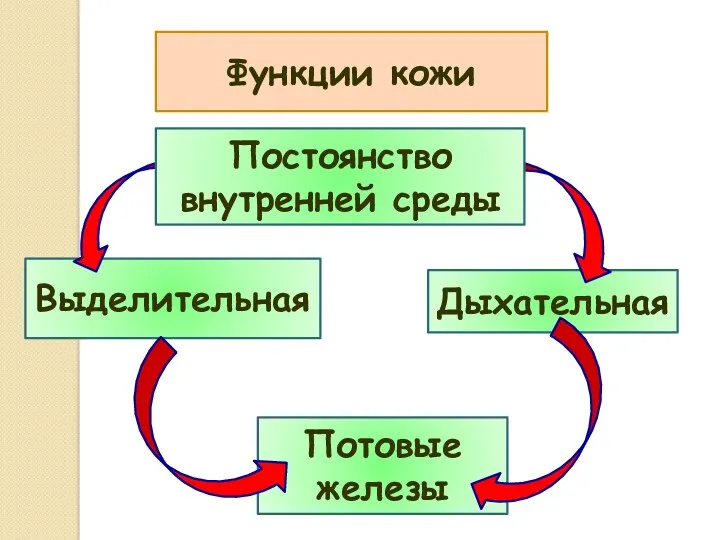 Функции кожи Выделительная Дыхательная Потовые железы Постоянство внутренней среды