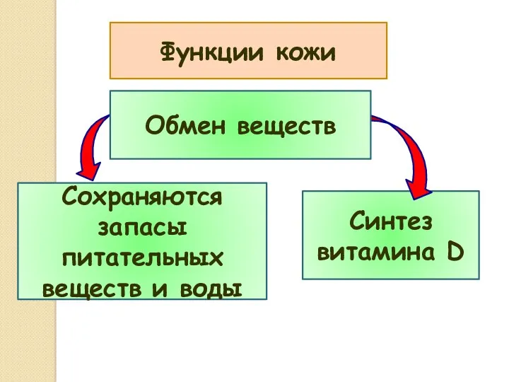 Функции кожи Сохраняются запасы питательных веществ и воды Синтез витамина D Обмен веществ