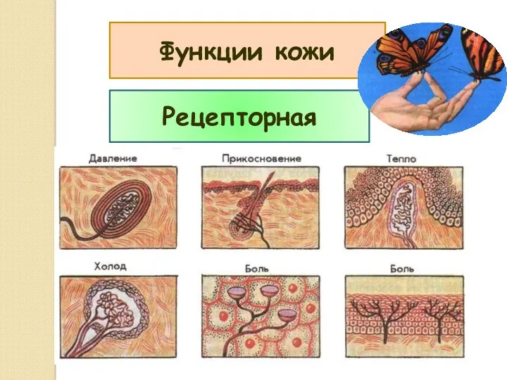 Функции кожи Рецепторная