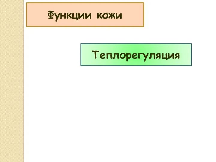 Теплорегуляция Функции кожи