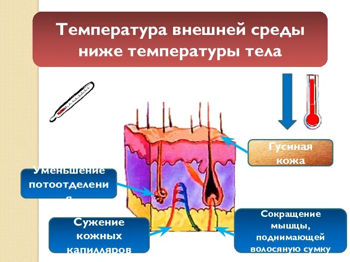 Температура внешней среды ниже температуры тела Гусиная кожа Уменьшение потоотделения