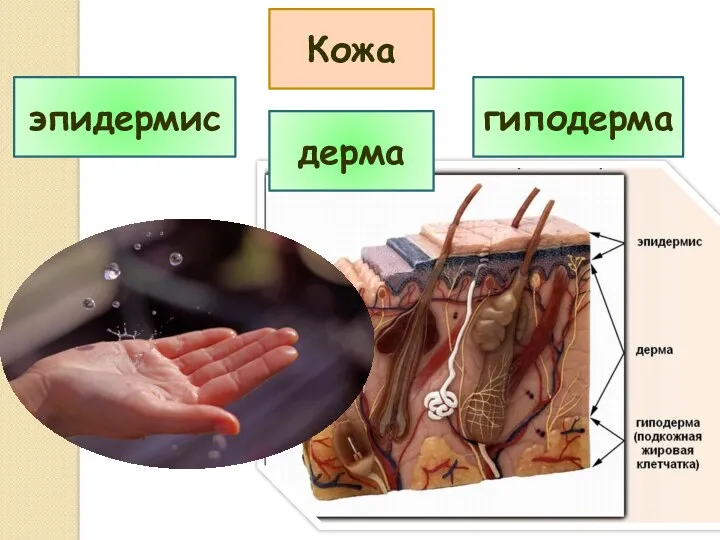 эпидермис гиподерма дерма Кожа