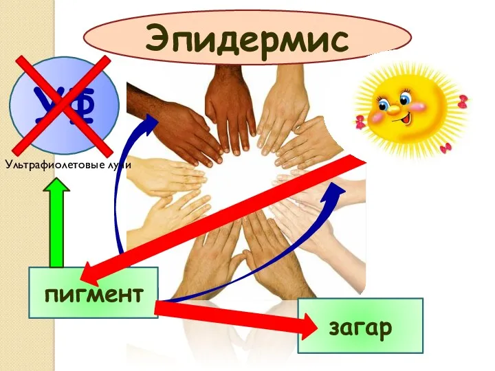 Эпидермис пигмент загар УФ Ультрафиолетовые лучи