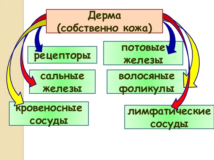 рецепторы сальные железы потовые железы волосяные фоликулы кровеносные сосуды лимфатические сосуды Дерма (собственно кожа)