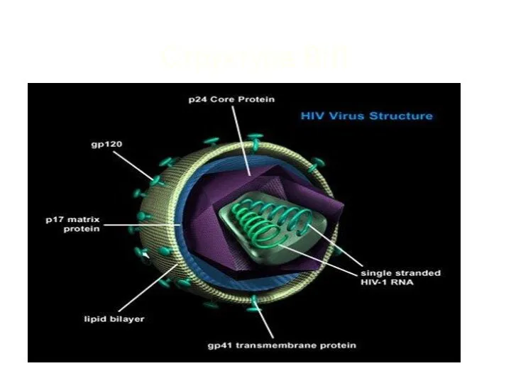 Структура ВІЛ