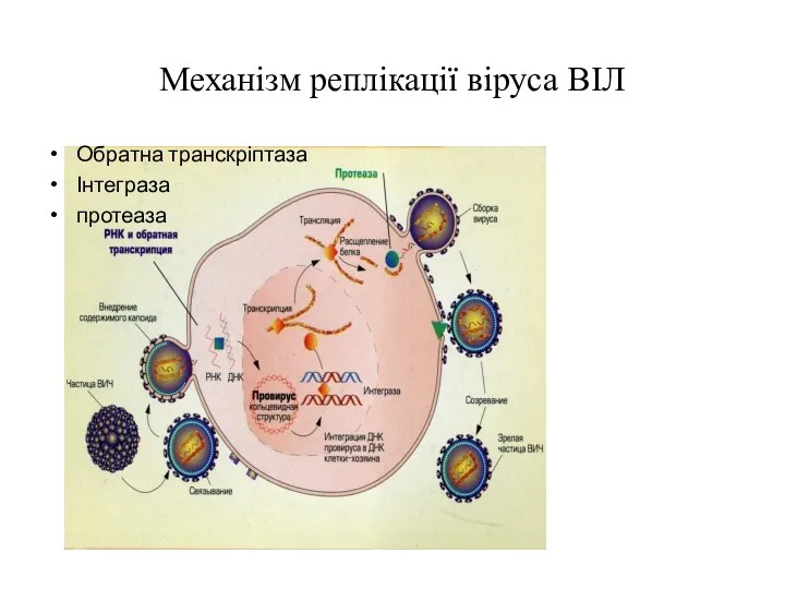 Механізм реплікації віруса ВІЛ Обратна транскріптаза Інтеграза протеаза