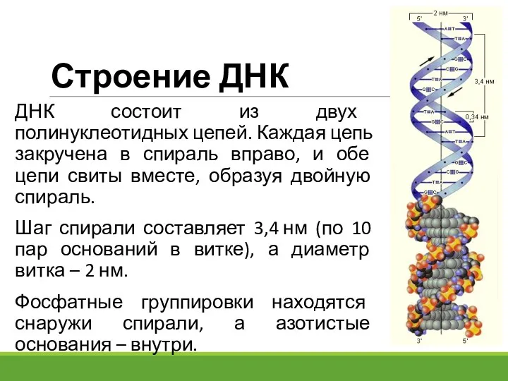 Строение ДНК ДНК состоит из двух полинуклеотидных цепей. Каждая цепь