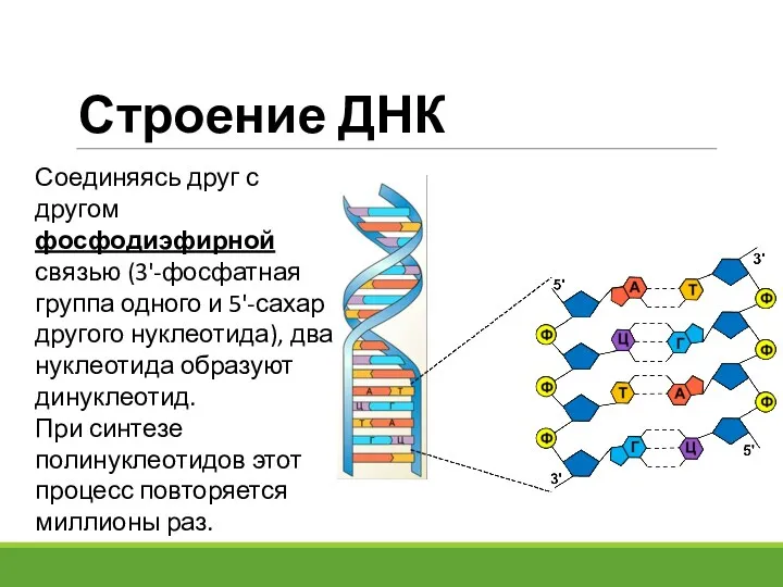 Строение ДНК Соединяясь друг с другом фосфодиэфирной связью (3'-фосфатная группа