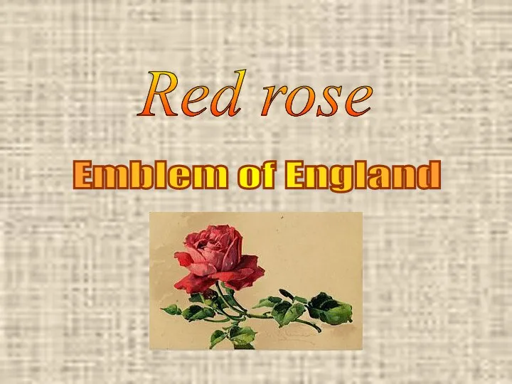 Red rose Emblem of England