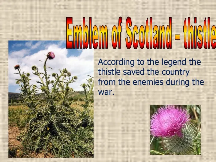 Emblem of Scotland – thistle According to the legend the