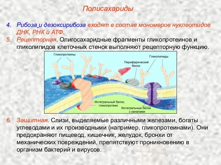 Полисахариды Рибоза и дезоксирибоза входят в состав мономеров нуклеотидов ДНК,