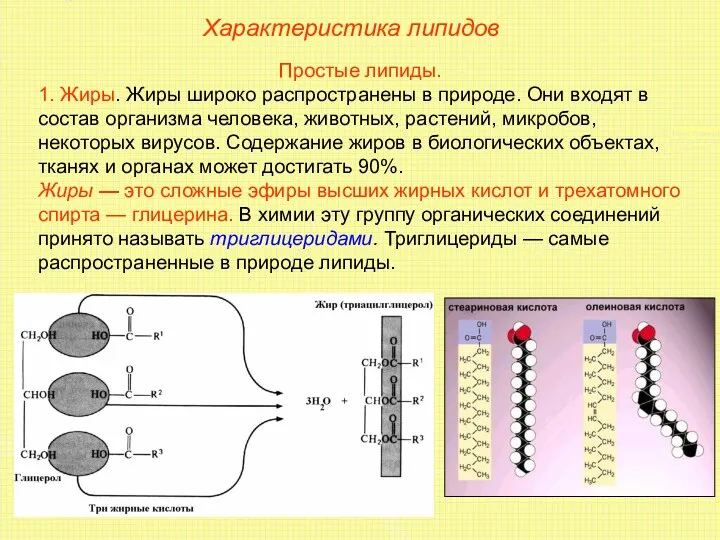 Характеристика липидов Простые липиды. 1. Жиры. Жиры широко распространены в