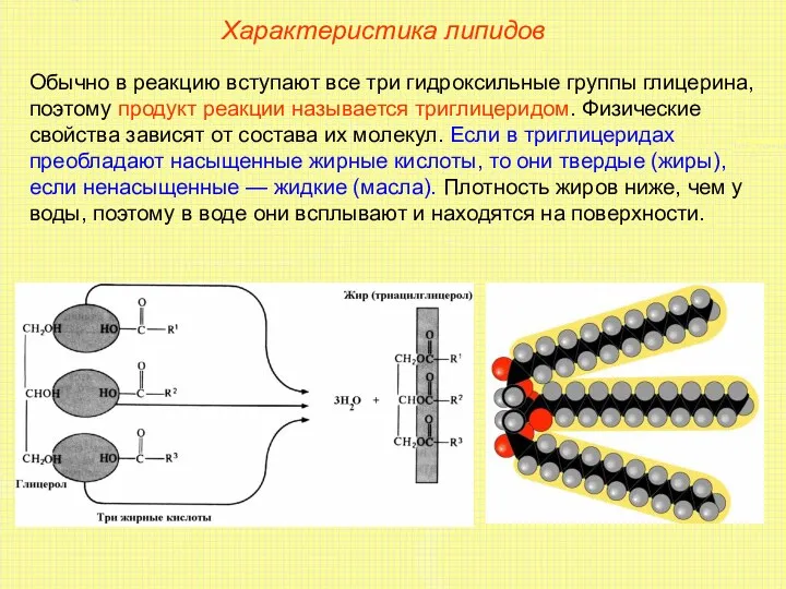 Характеристика липидов Обычно в реакцию вступают все три гидроксильные группы