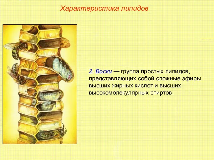 Характеристика липидов 2. Воски — группа простых липидов, представляющих собой