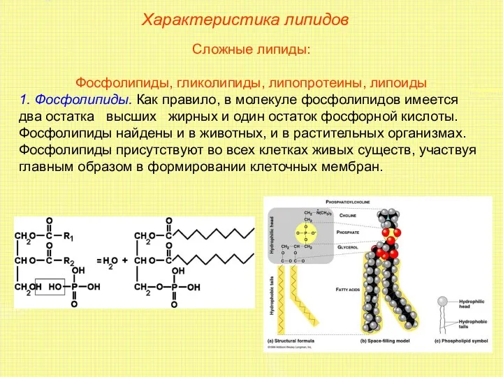 Характеристика липидов Сложные липиды: Фосфолипиды, гликолипиды, липопротеины, липоиды 1. Фосфолипиды.