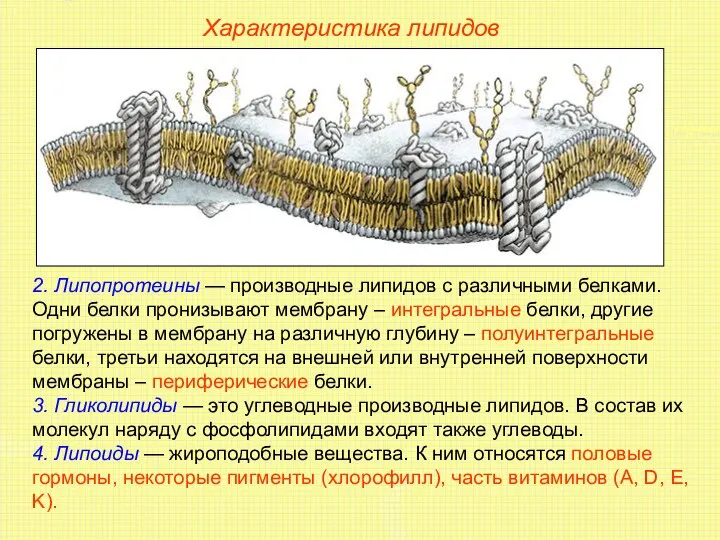 Характеристика липидов 2. Липопротеины — производные липидов с различными белками.