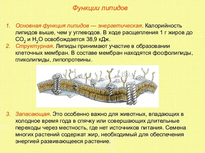 Функции липидов Основная функция липидов — энергетическая. Калорийность липидов выше,