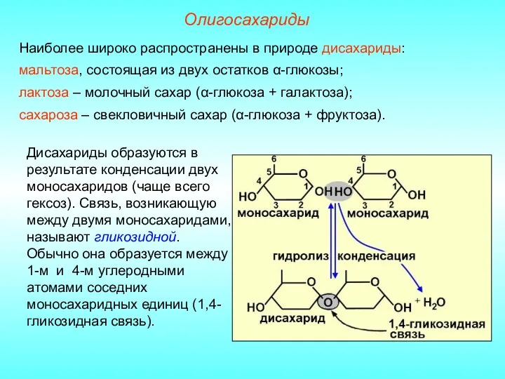 Наиболее широко распространены в природе дисахариды: мальтоза, состоящая из двух