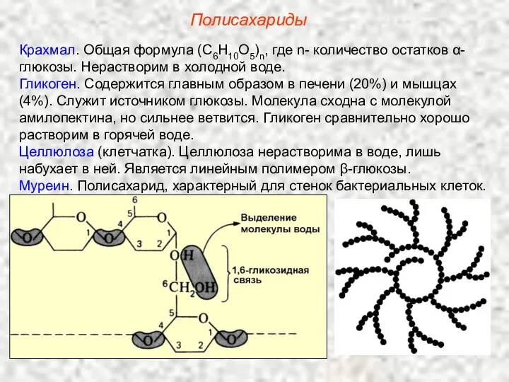 Полисахариды Крахмал. Общая формула (С6Н10О5)n, где n- количество остатков α-глюкозы.