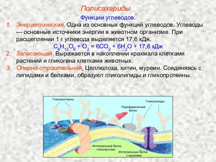 Полисахариды Функции углеводов. Энергетическая. Одна из основных функций углеводов. Углеводы