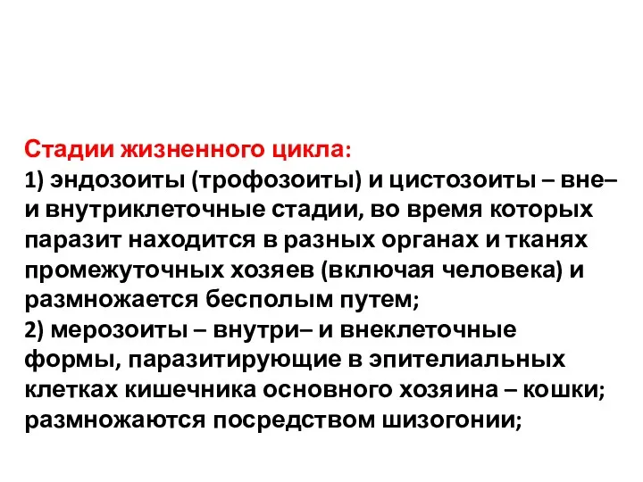 Стадии жизненного цикла: 1) эндозоиты (трофозоиты) и цистозоиты – вне–