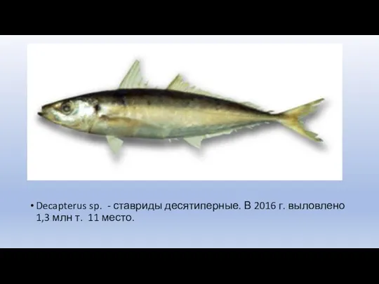 Decapterus sp. - ставриды десятиперные. В 2016 г. выловлено 1,3 млн т. 11 место.