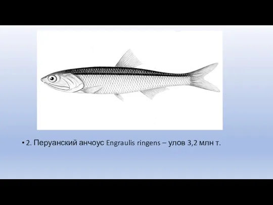 2. Перуанский анчоус Engraulis ringens – улов 3,2 млн т.