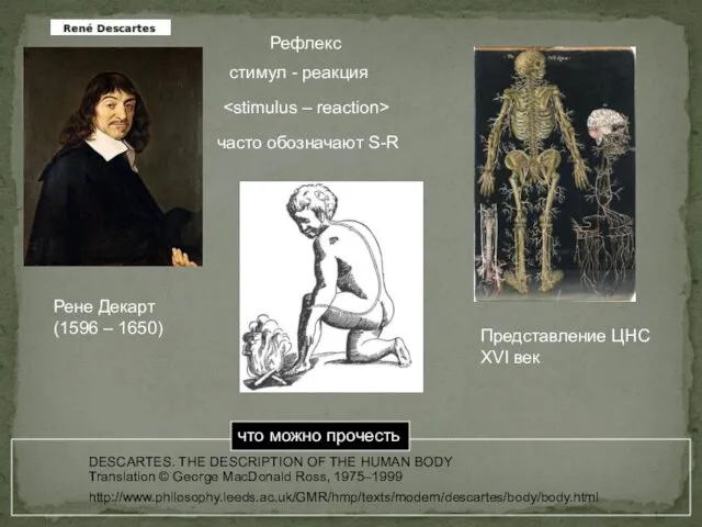 Рефлекс стимул - реакция http://www.philosophy.leeds.ac.uk/GMR/hmp/texts/modern/descartes/body/body.html DESCARTES. THE DESCRIPTION OF THE HUMAN BODY Translation