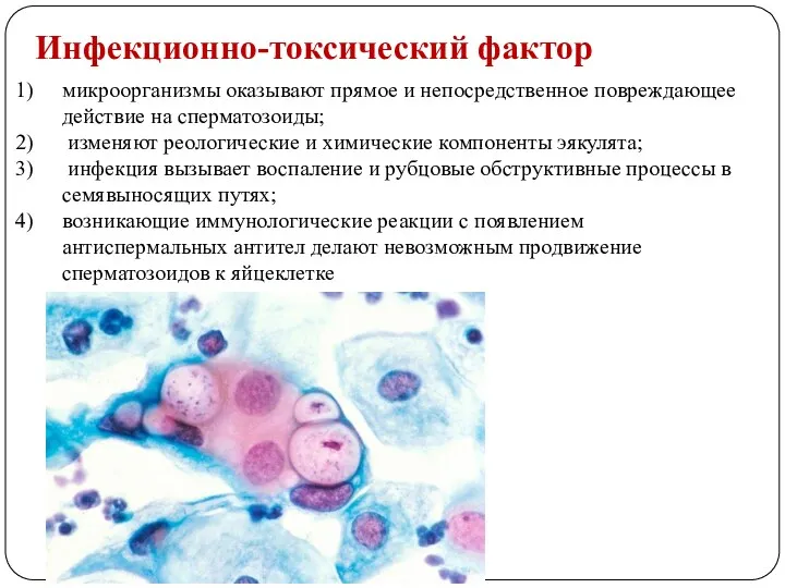 Инфекционно-токсический фактор микроорганизмы оказывают прямое и непосредственное повреждающее действие на