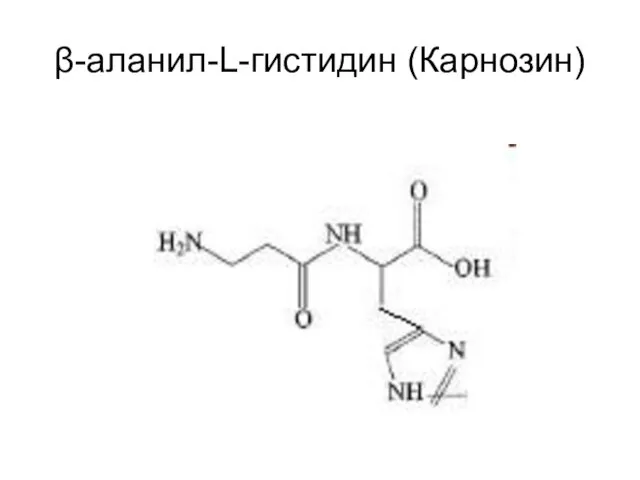 β-аланил-L-гистидин (Карнозин)