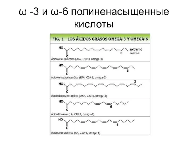 ω -3 и ω-6 полиненасыщенные кислоты