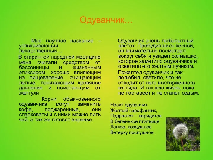 Одуванчик… Мое научное название –успокаивающий, лекарственный… В старинной народной медицине