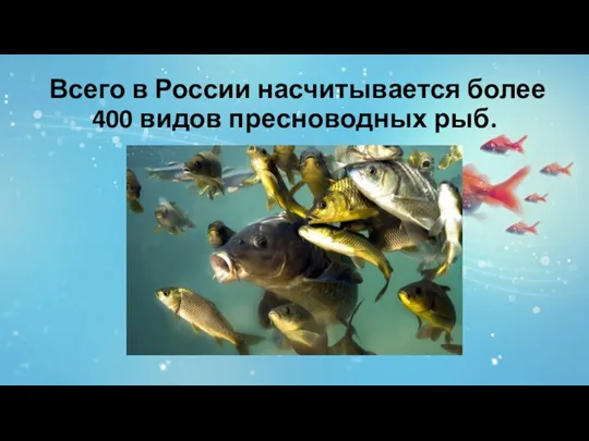 Всего в России насчитывается более 400 видов пресноводных рыб.