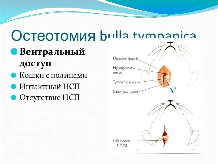 Остеотомия bulla tympanica Вентральный доступ Кошки с полипами Интактный НСП Отсутствие НСП