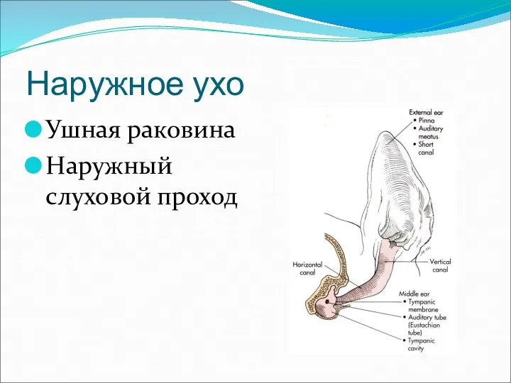 Наружное ухо Ушная раковина Наружный слуховой проход