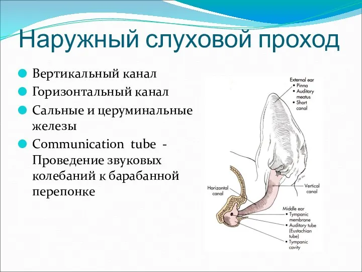 Наружный слуховой проход Вертикальный канал Горизонтальный канал Сальные и церуминальные