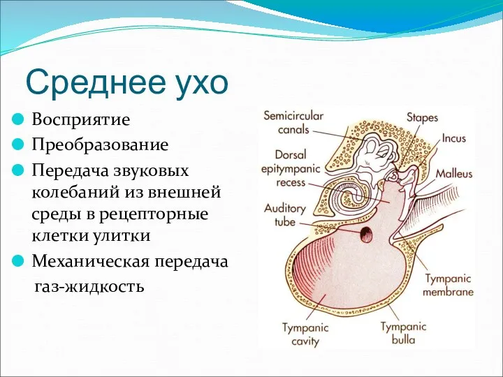 Среднее ухо Восприятие Преобразование Передача звуковых колебаний из внешней среды