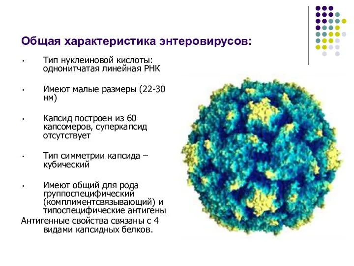 Общая характеристика энтеровирусов: Тип нуклеиновой кислоты: однонитчатая линейная РНК Имеют малые размеры (22-30