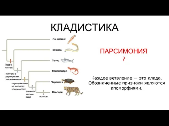 КЛАДИСТИКА ПАРСИМОНИЯ? Каждое ветвление — это клада. Обозначенные признаки являются апоморфиями.