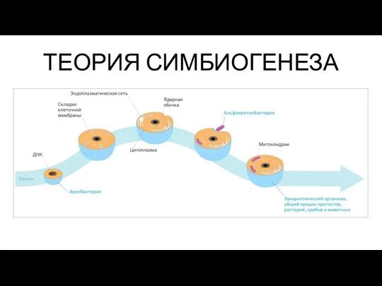 ТЕОРИЯ СИМБИОГЕНЕЗА