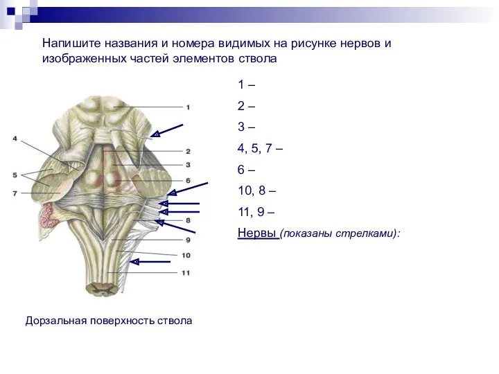 1 – 2 – 3 – 4, 5, 7 –