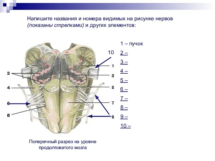 Напишите названия и номера видимых на рисунке нервов (показаны стрелками)