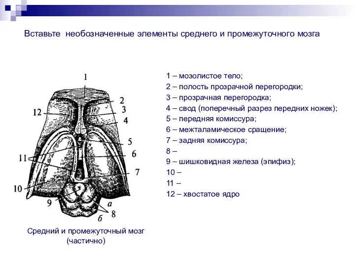 1 – мозолистое тело; 2 – полость прозрачной перегородки; 3