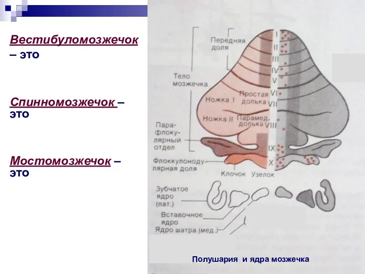 Вестибуломозжечок – это Спинномозжечок – это Мостомозжечок – это Полушария и ядра мозжечка