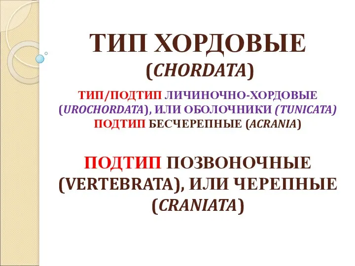 ТИП ХОРДОВЫЕ (CHORDATA) ТИП/ПОДТИП ЛИЧИНОЧНО-ХОРДОВЫЕ (UROCHORDATA), ИЛИ ОБОЛОЧНИКИ (TUNICATA) ПОДТИП