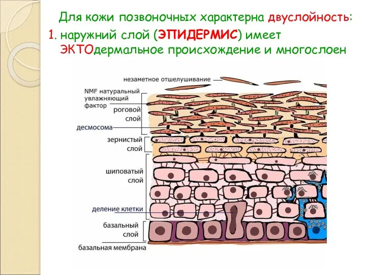 Для кожи позвоночных характерна двуслойность: 1. наружний слой (ЭПИДЕРМИС) имеет ЭКТОдермальное происхождение и многослоен