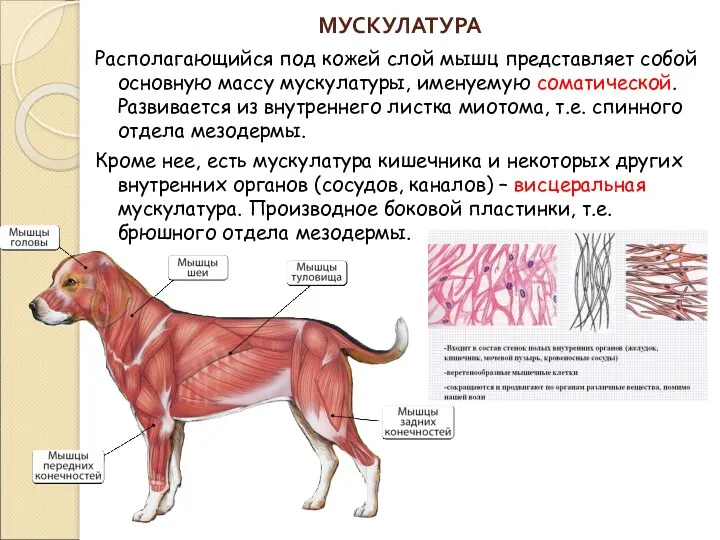 МУСКУЛАТУРА Располагающийся под кожей слой мышц представляет собой основную массу