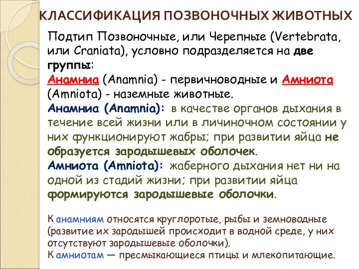 КЛАССИФИКАЦИЯ ПОЗВОНОЧНЫХ ЖИВОТНЫХ Подтип Позвоночные, или Черепные (Vertebrata, или Craniata),