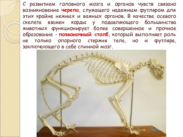 С развитием головного мозга и органов чувств связано возникновение черепа,