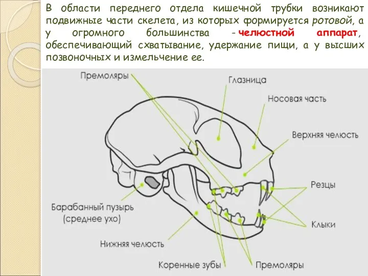 В области переднего отдела кишечной трубки возникают подвижные части скелета,